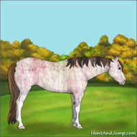 Horse Color:Plaid  Bay Ice Rabicano 
