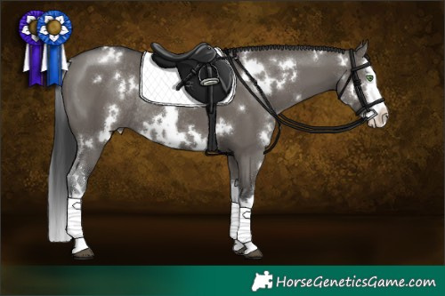 Horse Color:White Spotted Grullo Splash Rabicano 