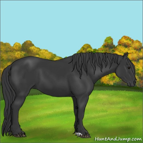 Horse Color:Black 