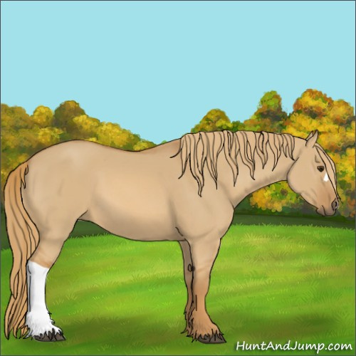 Horse Color:Red Dun 