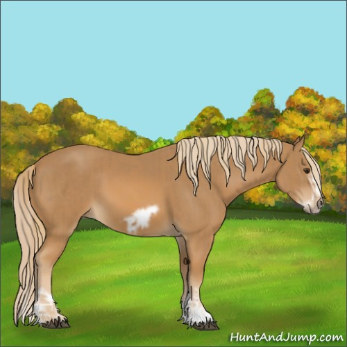 Horse Color:Chestnut Splash Frame  and Chestnut Frame 