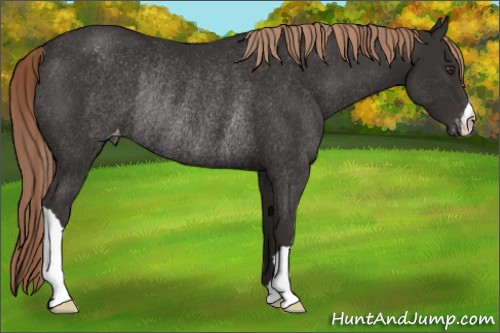Horse Color:Liver Chestnut Varnish Rabicano 