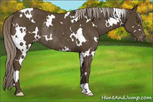 Horse Color:White Spotted Chocolate Palomino Appaloosa Rabicano 