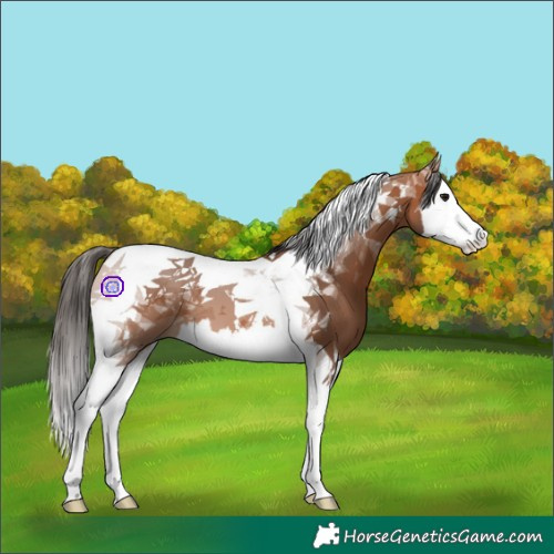 Horse Color:Bay Splash Tobiano 