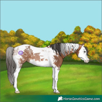 Horse Color:Bay Splash Tobiano 