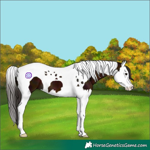 Horse Color:Midnight Brown Splash Tobiano