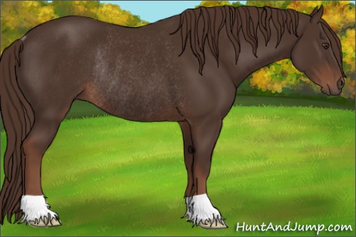 Horse Color:Liver Chestnut Rabicano 