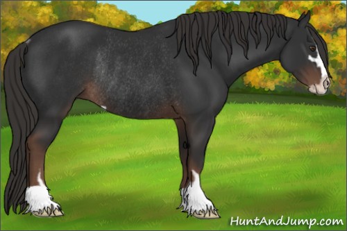Horse Color:Liver Chestnut Sabino Rabicano 