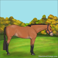 Horse Color:Bay 