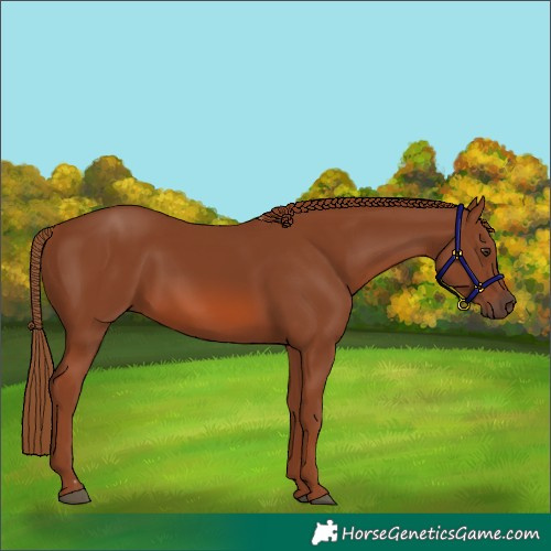 Horse Color:Chestnut 