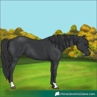 Horse Color:Black 