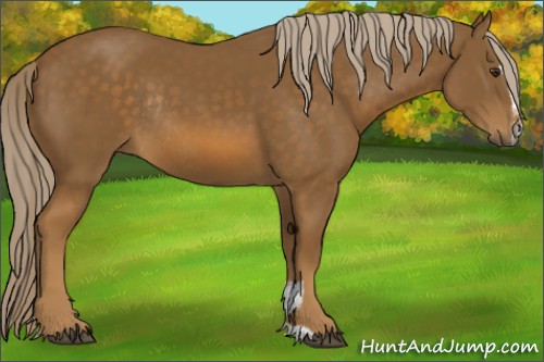 Horse Color:Chocolate Palomino Sabino Rabicano 