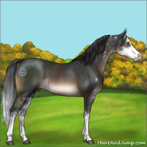 Horse Color:Unknown 
