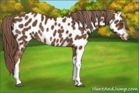 Horse Color:Chestnut Near Leopard Rabicano 