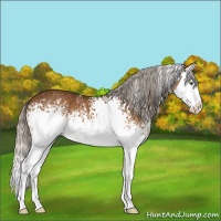 Horse Color:White Spotted Silver Buckskin Splash