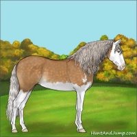 Horse Color:Silver Buckskin Dun Sabino Splash