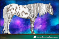 Horse Color:White Spotted Silver Grullo Appaloosa 