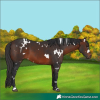 Horse Color:White Spotted Brown 