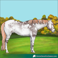 Horse Color:Painted White Spotted Chocolate Silver Brown Chinchilla Onyx Splash Tobiano 
