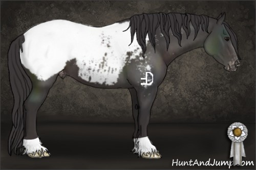 Horse Color:Smoky Black Appaloosa 