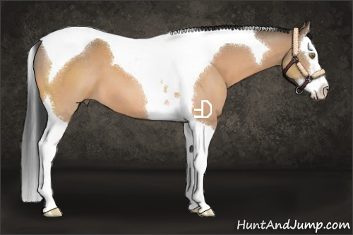 Horse Color:Brown Dun Splash Tobiano