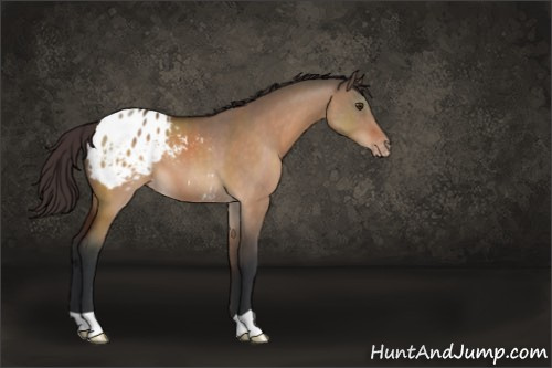Horse Color:Brown Dun Appaloosa