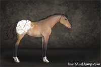 Horse Color:Brown Dun Appaloosa 