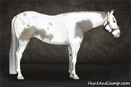 Horse Color:Grullo Splash Tobiano Appaloosa 