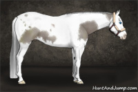 Horse Color:Grullo Splash Tobiano Appaloosa 