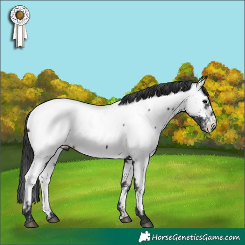 Horse Color:Black Appaloosa 