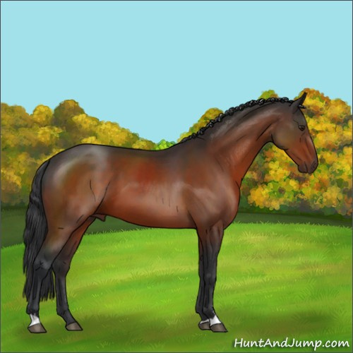 Horse Color:Brown Sabino 