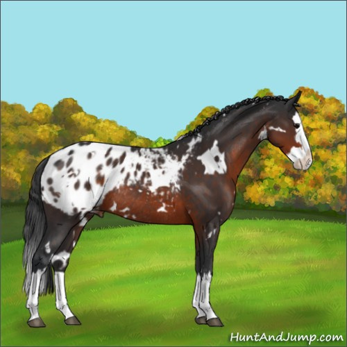 Horse Color:White Spotted Brown Splash Appaloosa Rabicano 