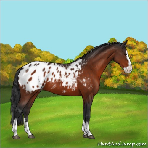 Horse Color:Bay Sabino Splash Appaloosa 