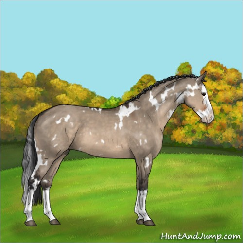 Horse Color:White Spotted Brown Dun Sabino Splash 