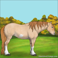 Horse Color:Red Dun Roan Splash Frame Rabicano 