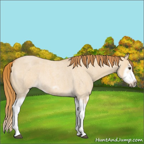 Horse Color:Red Dun Roan Splash Frame Rabicano