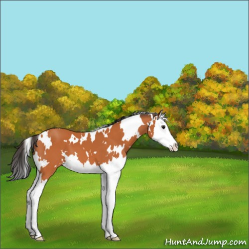 Horse Color:White Spotted Bay Splash 