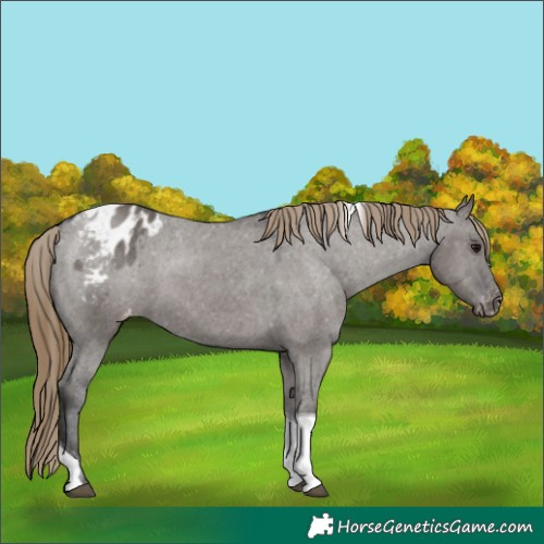 Horse Color:Smoky Grullo Tobiano Blanket