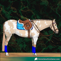 Horse Color:White Spotted Red Dun 