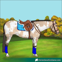 Horse Color:White Spotted Bay Dun