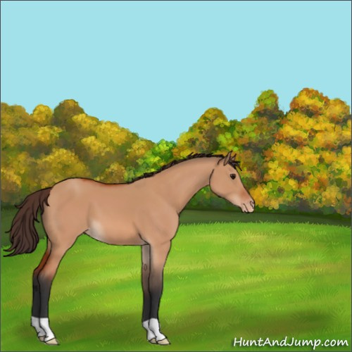 Horse Color:Bay Dun Appaloosa 
