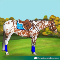Horse Color:White Spotted Bay Appaloosa