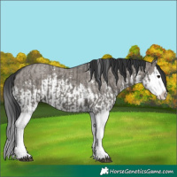 Horse Color:Grullo Sabino Splash  and Grullo Sabino Splash 