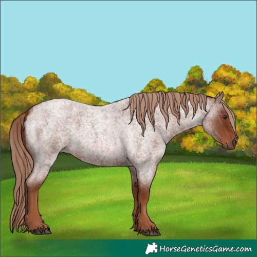 Horse Color:Red Roan 