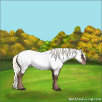 Horse Color:Liver Red Dun Mushroom Appaloosa