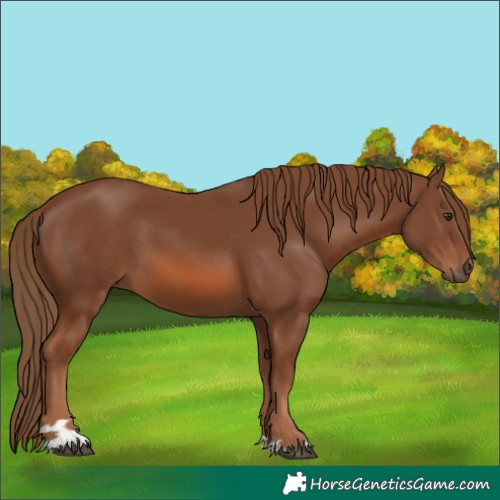 Horse Color:Chestnut 