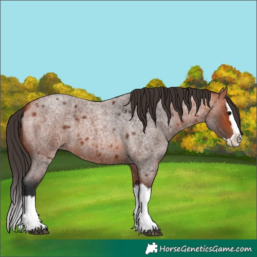 Horse Color:Bay Roan Splash 