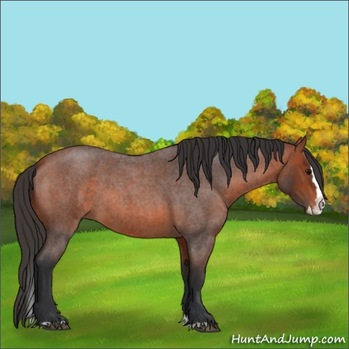 Horse Color:Bay Roan Splash