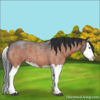 Horse Color:Bay Roan Splash 