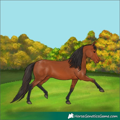 Horse Color:Bay 